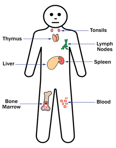 Immune system organs