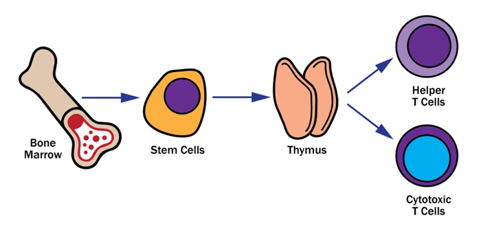 cell type origins