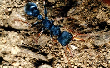 Jack Jumper Ant